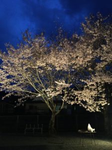 夜桜を見ながら会議