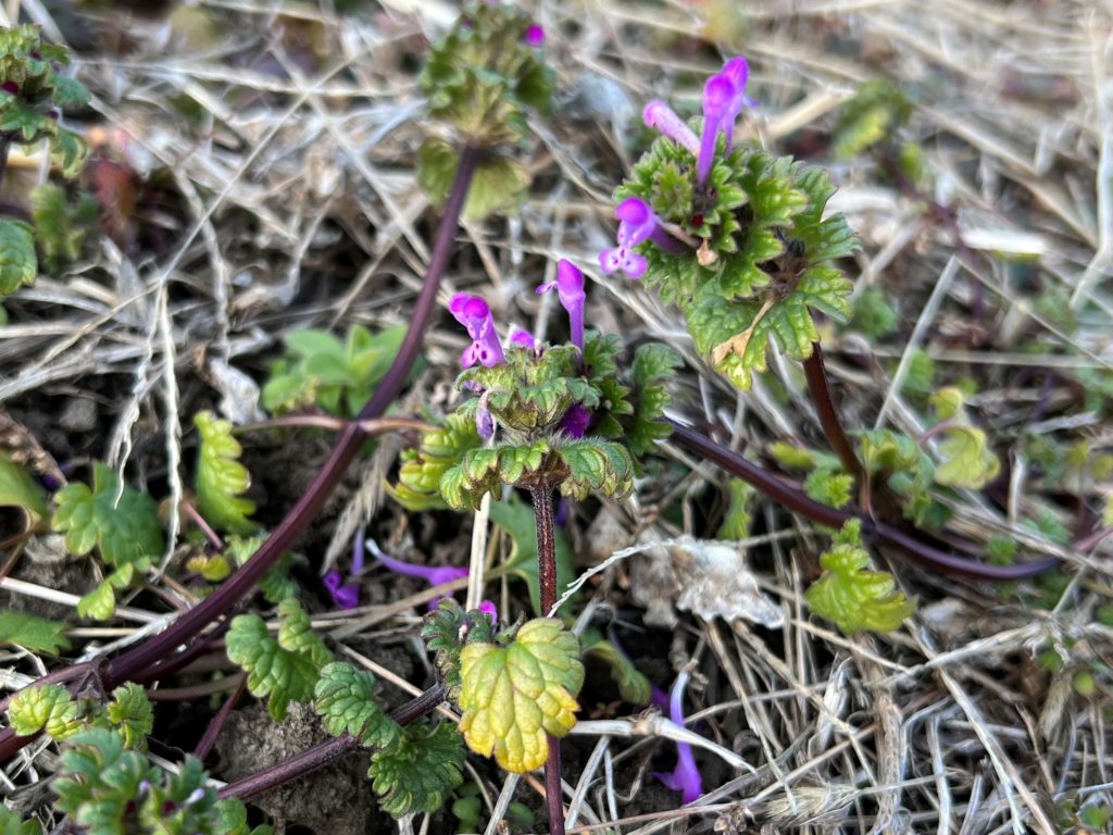 早春の野草 その2 | とさちょうものがたり